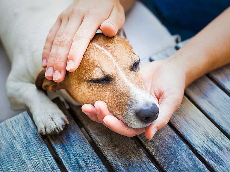 Can Dogs Eat Tuna?