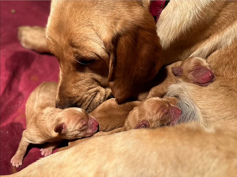 Dog Dumped at Shelter with Teddy Bear