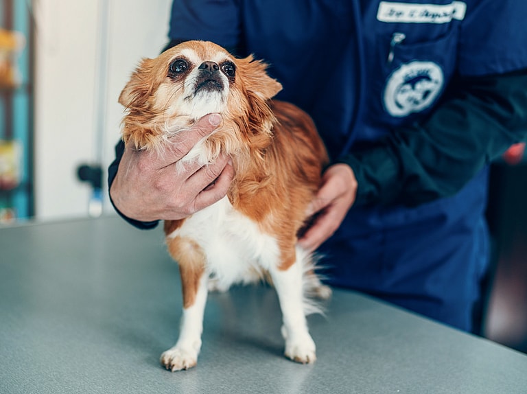 How Long Do Chihuahuas Live?