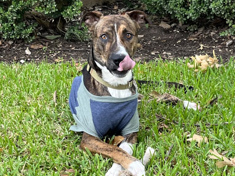 Three-Legged Pitbull Puppy