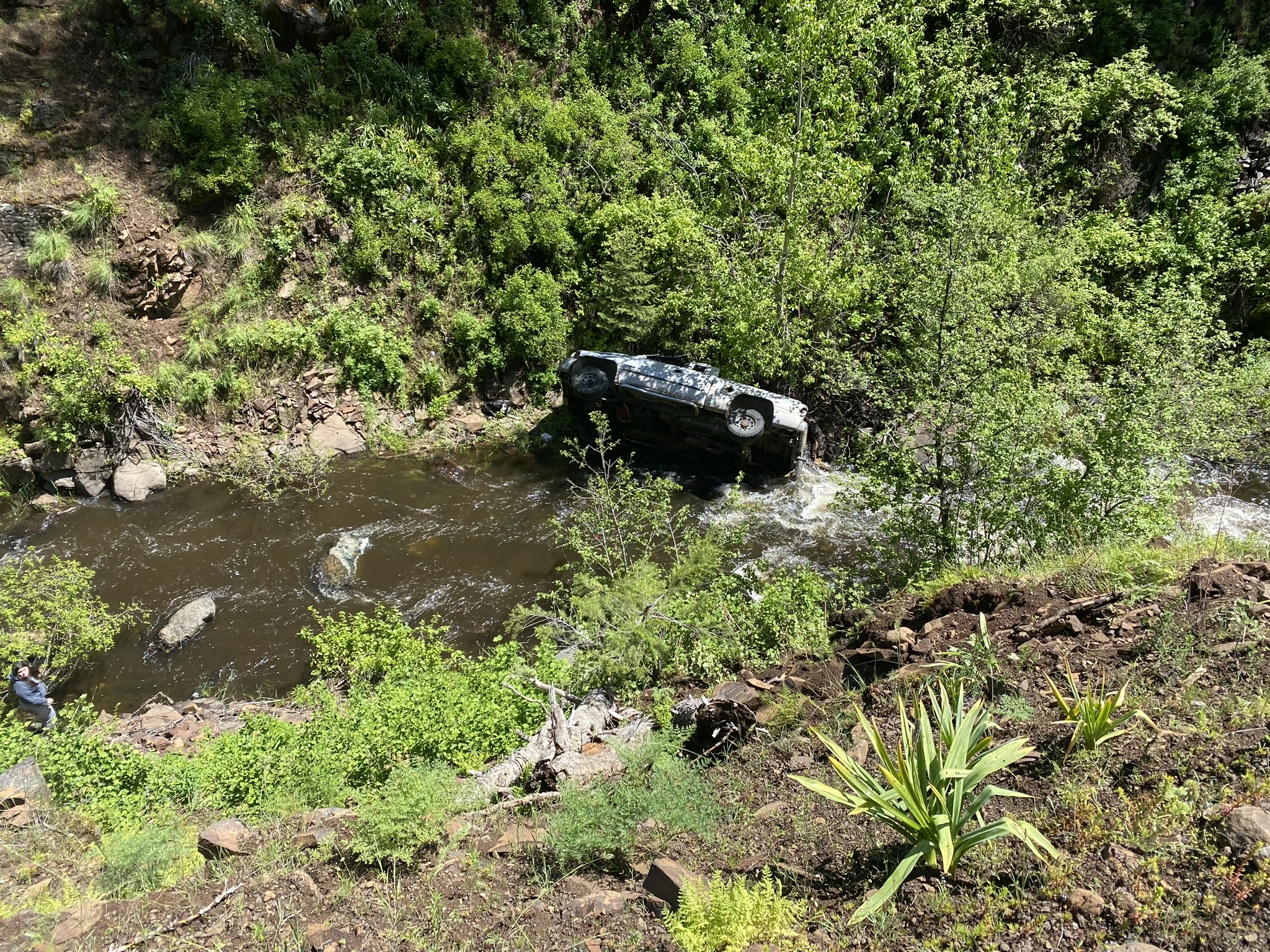 The Hero Dog Who Ran 4 Miles to Find Help for His Owner After Car Crash