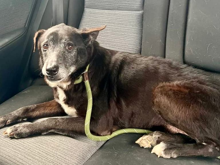 Senior Shelter Dog Still Longing for a Forever Home Months After Losing Owner
