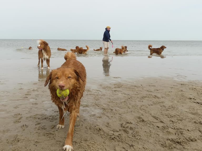 Do Dogs Like To Swim? Nova Scotia Duck Tolling Retriever