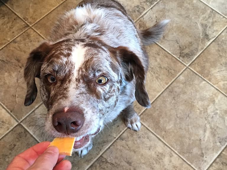 Watch Moment Sneaky Golden Retriever Steals Cheese from Sleeping Owner’s Hand! (+ Can Dogs Eat Cheese?)