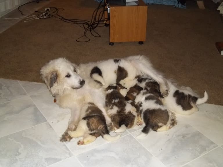 Dog Pregnancy