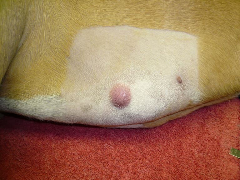 Dog with tumor