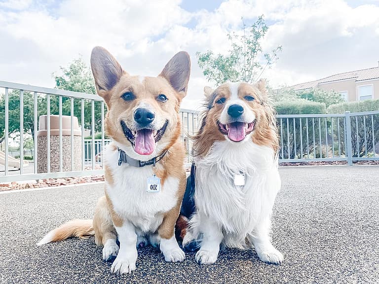 Corgis With Tails: Ollie