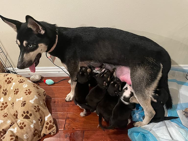 mama dog