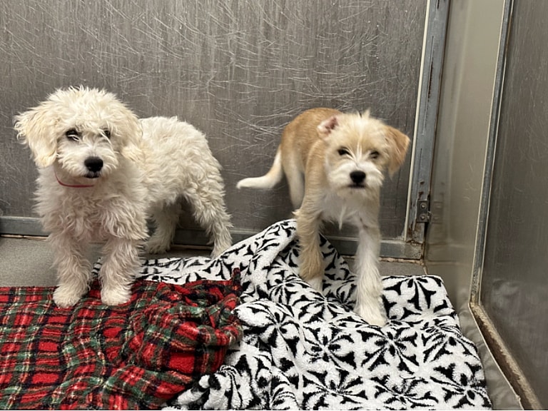 Two shelter dogs huddled together