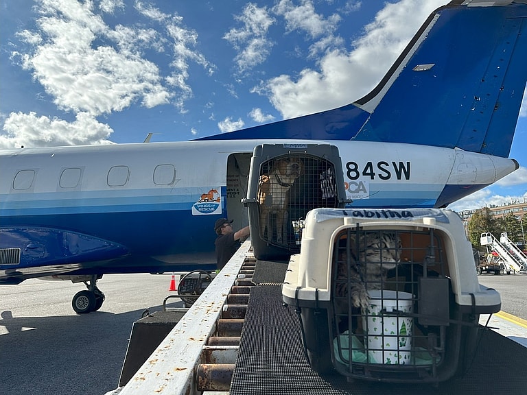 Animal Transporters