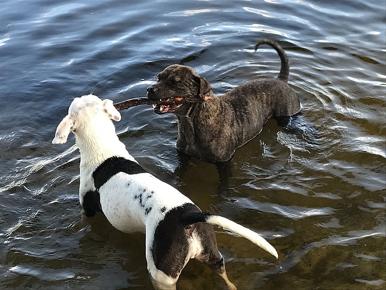 Pit Bull Rescued from Shackles