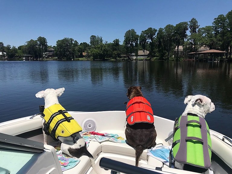 Pit Bull Rescued from Shackles