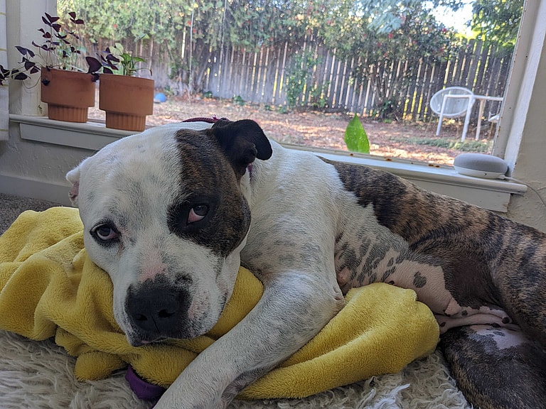 Dog Rescue: Days From Euthanasia, Mama Pittie Finds Hope; Her Remarkable Rescue Sparks Joy