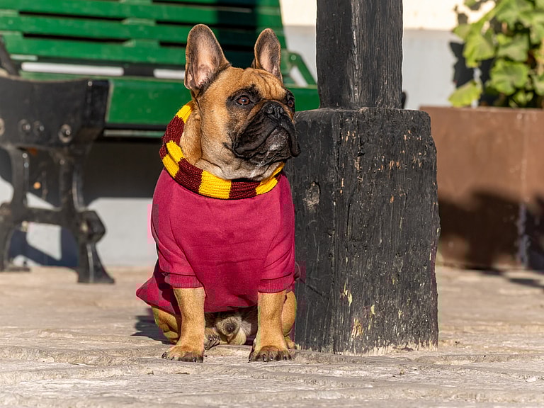 Harry Potter Dog Names