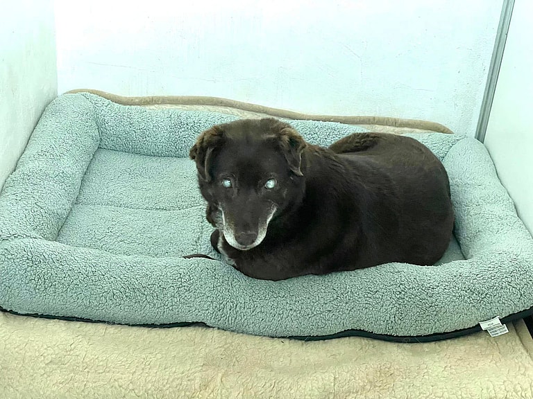 Blind Abandoned Dog Survived on Strangers' Kindness in Romania Until Help Arrived