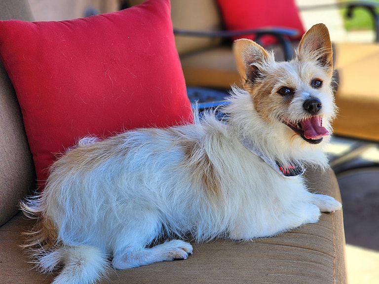 Innocent Pup Pays the Price When Owners Lose Their Home