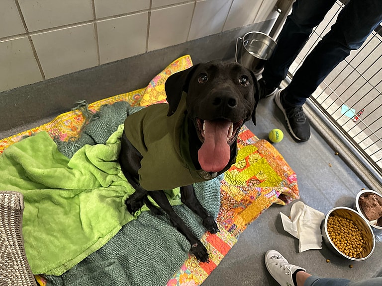 'Tennis Ball Is Life' for Paralyzed Dog Who Refuses to Let Hit-and-Run Dim Her Spirit
