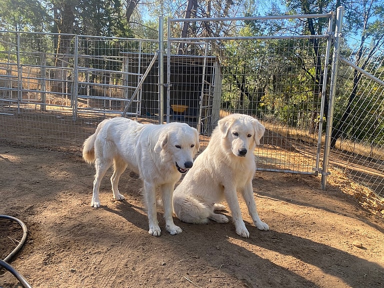 Maremma Sheepdogs