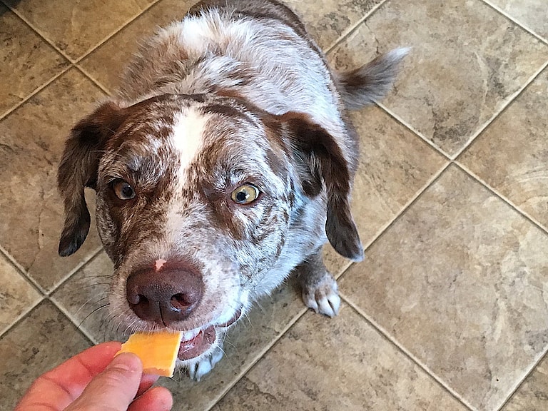 Watch Moment Sneaky Golden Retriever Steals Cheese from Sleeping Owner’s Hand! (+ Can Dogs Eat Cheese?)
