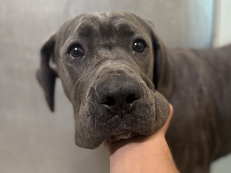 Sitting With Dogs #66: Moose