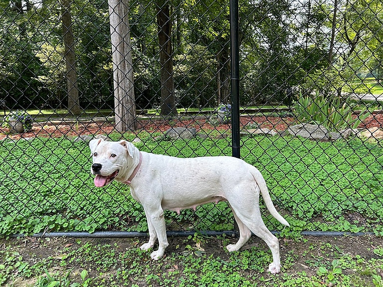 Ivy (Junebug) - ADOPTION PENDING!!!