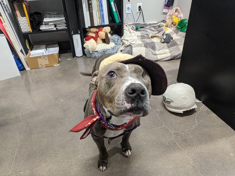 Heartwarming Tale: One-Eyed Rescue Pup Looks for Loving Forever Home