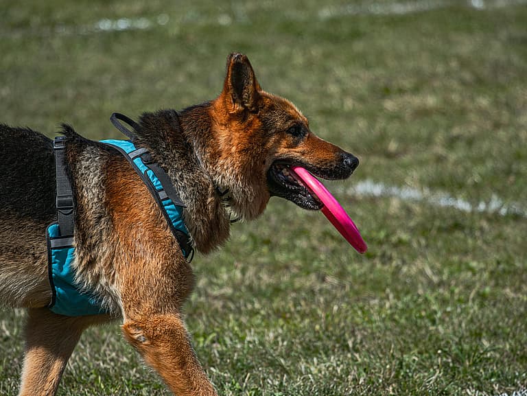 Close up of a German Shepherd walking on grass with a frisbee in its mouth