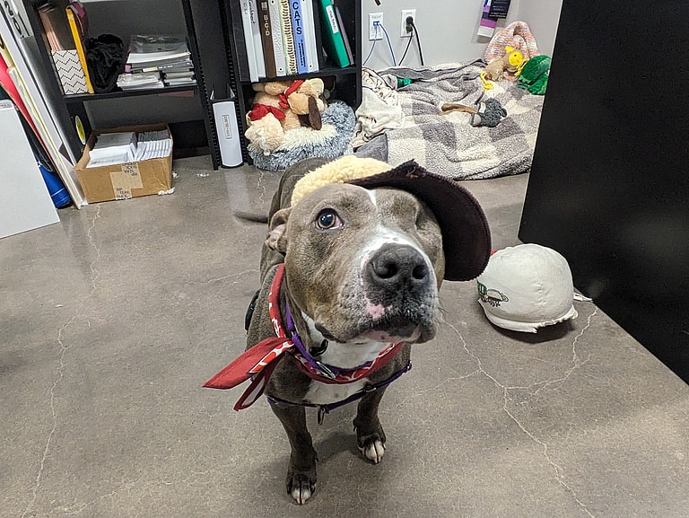 Heartwarming Tale: One-Eyed Rescue Pup Looks for Loving Forever Home