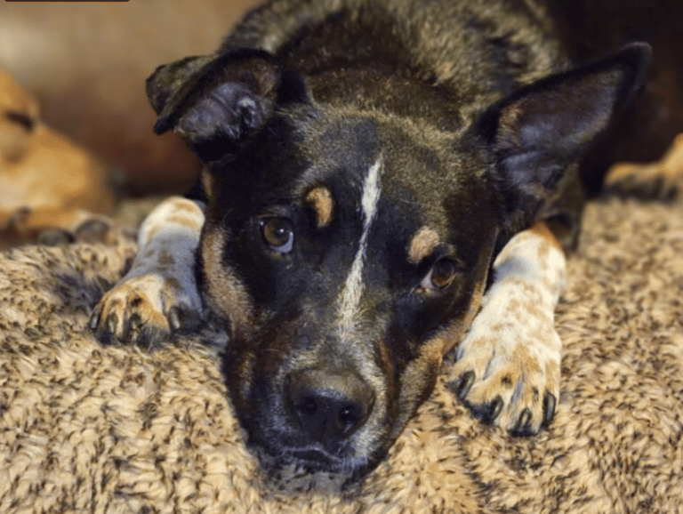 Eye Nystagmus in Dogs