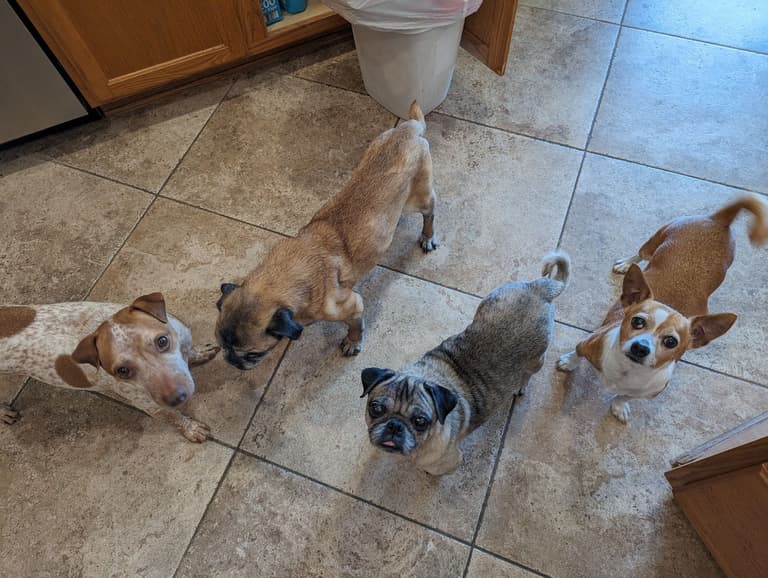 Dog Rescue: This Senior Pug Was So Medically Complex, The Shelter Couldn’t Determine If It Was a Boy or Girl