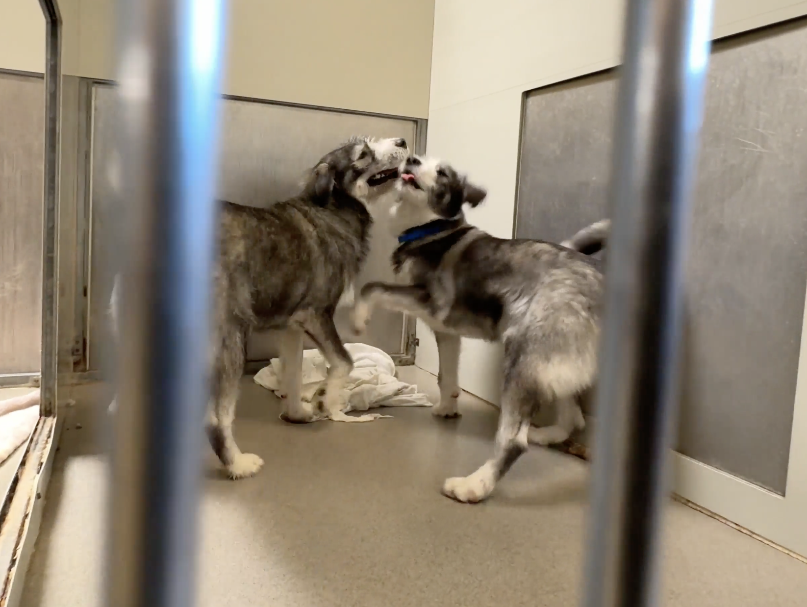 Sitting with dogs: Woody & Buzz