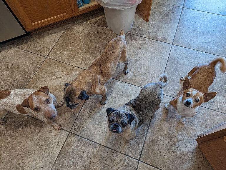 Dog Rescue: This Senior Pug Was So Medically Complex, The Shelter Couldn’t Determine If It Was a Boy or Girl