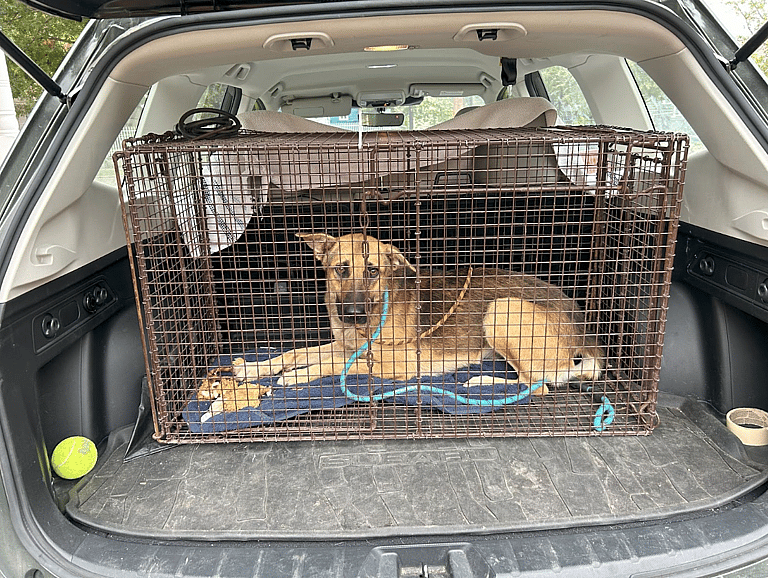 dog up for adoption: Starving, Injured Stray German Shepherd Lured Off Streets With Clever Rescuer's Chicken Trap