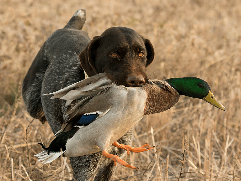 Hunting Dog Names