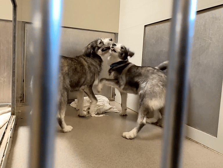 Sitting with dogs: Woody & Buzz