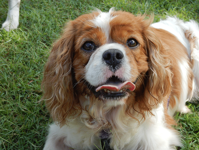 Cavalier King Charles Spaniel 