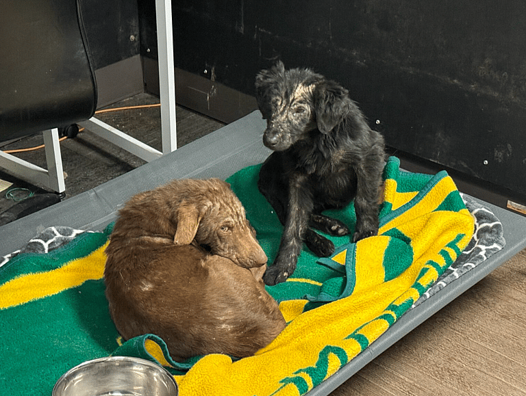 Dog rescue: Starving Pups Rescued From Freezing Temps Now Refuse to Leave Their Warm Bed & Shower Rescuers with Kisses