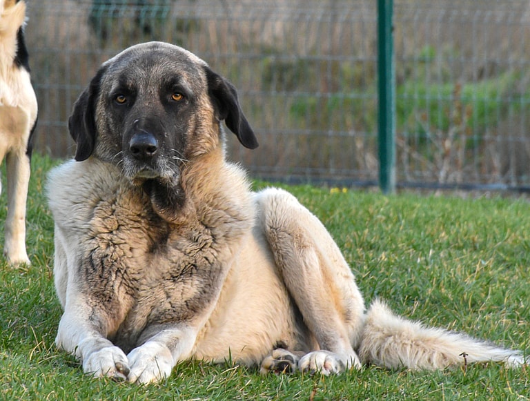 Kangal Dog