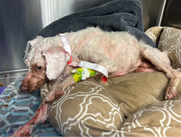 Dog Rescue: Blind 10-Year-Old Poodle Abandoned in Dumpster Has Luckiest Break Ever Thanks to Late Trash Pickup