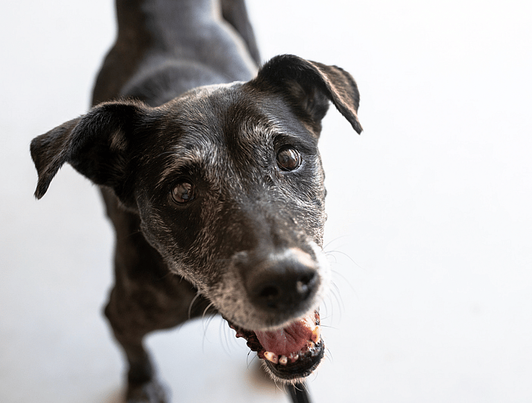purebred vs mixed breed dogs