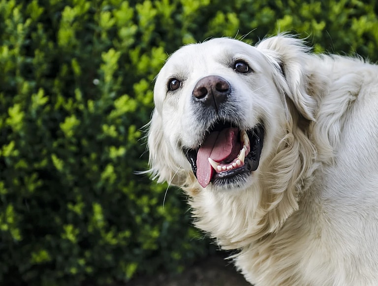 White Golden Retriever