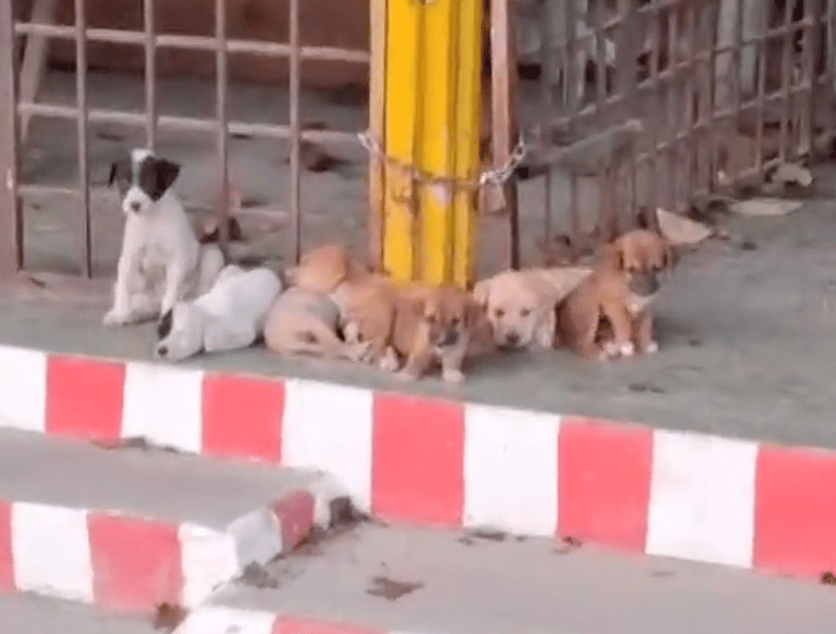 7 Puppies Abandoned in a Temple Meet Rescuers Who Won’t Give Up on Them