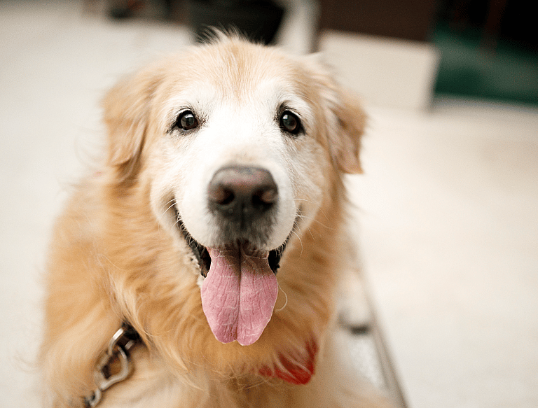 Gender-Neutral Dog Names