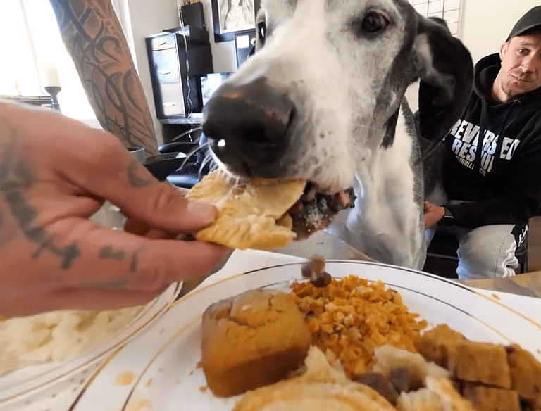 Homeless Dog's Reaction to Thanksgiving Dinner
