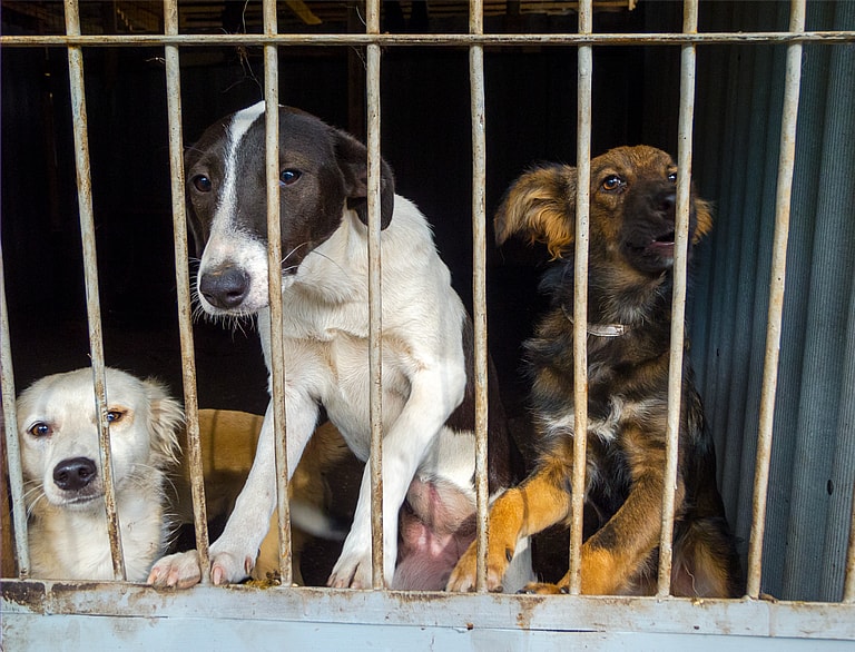 dogs in shelter