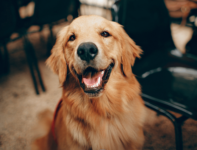 Golden Retriever Names