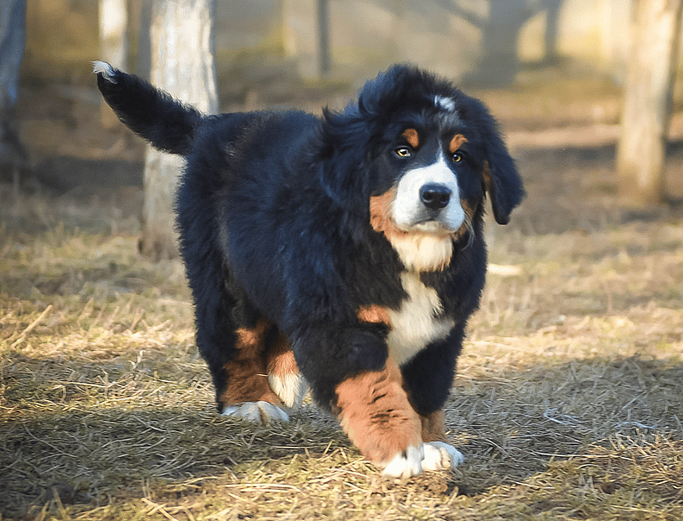 Extra-Fluffy Dog Breeds