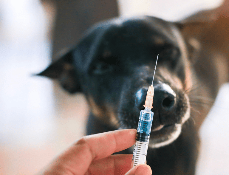Cytopoint Injection for Dogs