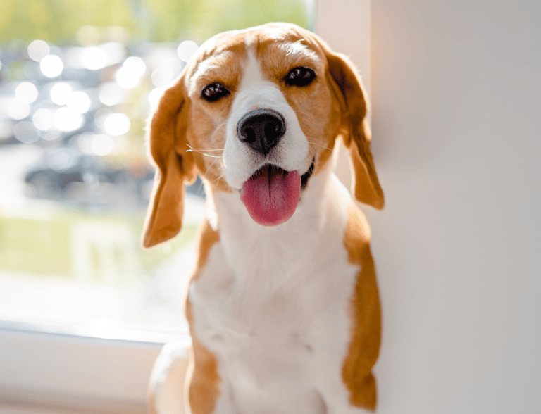 Gender-Neutral Dog Names