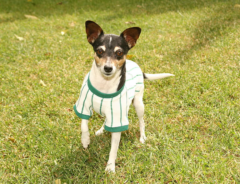 Irish Dog Names